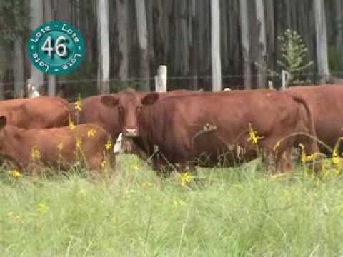 vc 39 al 52.wmv