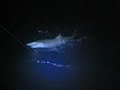 Marco Island - Night Shark Fishing Marco Island - Night Shark Fishing