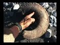 http://www.bucktrack.com/Alaska.html
A ten minute video with some highlights of a six week solo hunt in the wilderness of Alaska. Includes wolves, grizzlies, caribou, moose, Dall sheep and more.