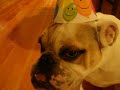 Jiggs the Bulldog - Birthday!