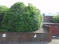 SPLITING HEDGES