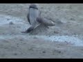 GOD SEES THE SPARROW FALL