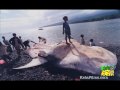 Don't Kill Sharks