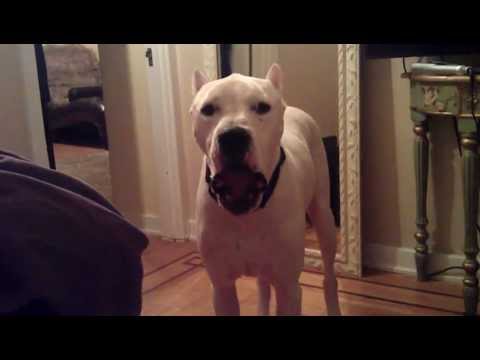 dogo argentino