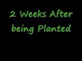 Marijuana Growth After Two Weeks