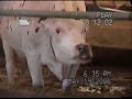 Harvard Milk Days Dairy Video Harvard Milk Days Dairy Video
