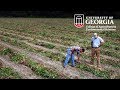 In the Field (Eps. 12) - Peanut prices hold strong, 2012 acreage still the question