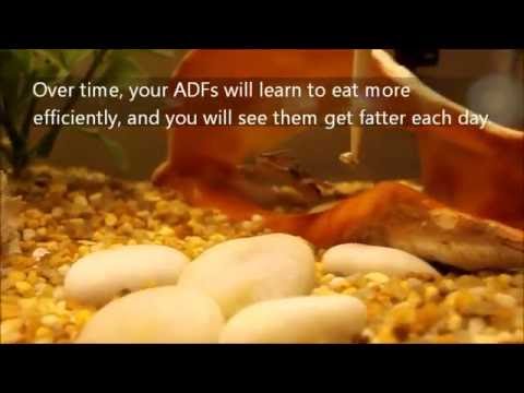 how to properly care for african dwarf frogs