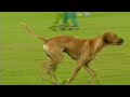 the goalkeeper and his dog (tzorvas panathinaikos)