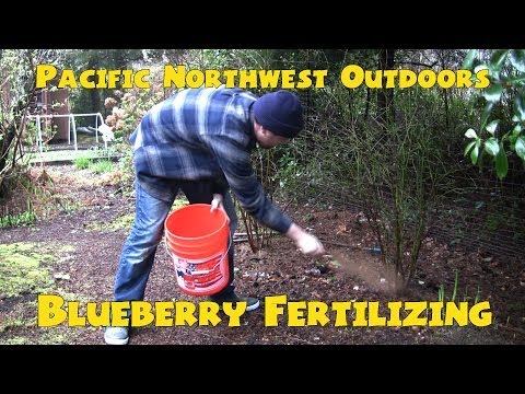 how to fertilize berry bushes