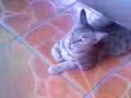 pikon na pusa