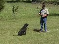 Heritage Kennels - Junior to Senior - Force to Pile