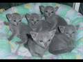 shut up kittys!
