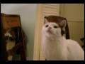 Kitty Autopilot (Singing Cats Part 3)