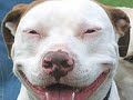 The Beautiful apbt and the terrible deed