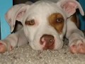 The Beautiful apbt and the terrible deed