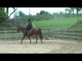 'Numpty' (walk trot)