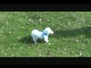 rock-ruff-jazzy-.html