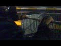noxewena en artea (muerte de un carrito)