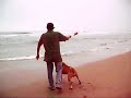 .: PITBULL PLAYA :.