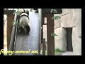 Cute panda slides