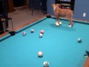 Cobber, our miniature aussie puppy playing pool