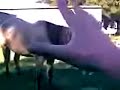 AutoPelicula Improvisada 1: La Zoofilia Cool.