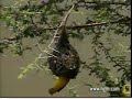 Tearing or Mending The Weaver�s Nest?