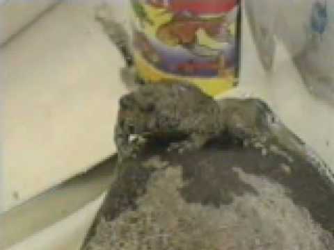 Video Appocaliptische frog