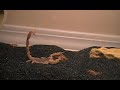 scorpion eating crickets.