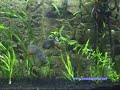 www.piranhaportal.net - PASTO PYGOCENTRUS