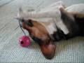 videos de Playing pup