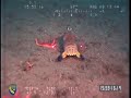 Mantis Shrimp (Hemisquilla ensigera californiensis)