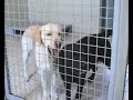 Comment devenir utilisateur d'un chien guide d'aveugle? - 1 Comment devenir utilisateur d'un chien guide d'aveugle? - 1
