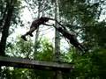 Highrope course. Justin & Zsolt
