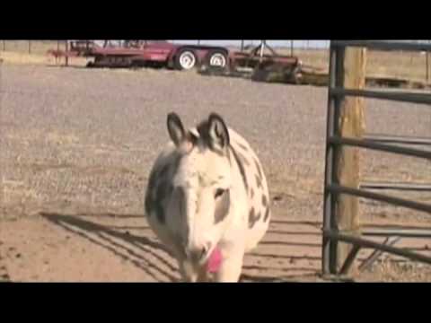 video:LONGHOPES WEBCLIPS Movie 01