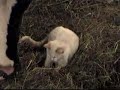 Kitten playing in the barn with the cows Kitten playing in the barn with the cows