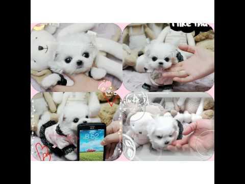 Teacup Bichon Miss Cotton candy