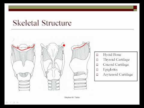 Anatomy and Physiology of Phonation | Vocal Matters