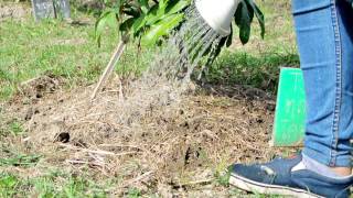  How to caring a new planting longan tree