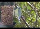 Bluetit