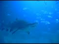 Shark Shark