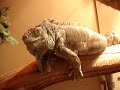 Angry, Hissing, Snarling, Tail Whipping Lizeurrrd!