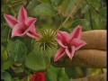 Expert Advice: Clematis Pruning