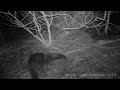 Bushnell Trophy Cam HD Wildlife Camera - Scottish Otter Night Vision Footage