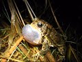 American toad (Bufo americanus) calling © Ryan M. Bolton www.artofconservation.ca/RMBolton