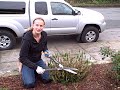 How to Prune a Scotch Heather from NCG.AVI How to Prune a Scotch Heather from NCG.AVI
