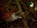 Spring Watch USA - Snake Eats Mouse Spring Watch USA - Snake Eats Mouse