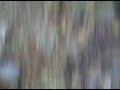 Torres - Muri� la Flor