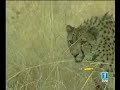 Hombre vs Guepardo (Man vs Cheetah)